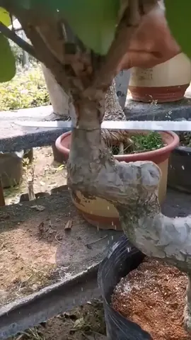 Une greffe permet de créer de nouveaux végétaux ou alors de varier les plaisirs sur le même tronc 😁 Il y a beaucoup de méthode de greffe qui existe 😜 #paysagiste #greffe #arbre