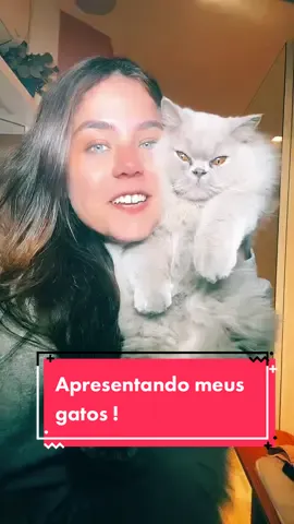 Responder @anahymello437 EU SOU APAIXONADAAA #gatos #gatostiktok #pets #catsoftiktok #fy #fyp #vaiprofycaramba #gatosfofos