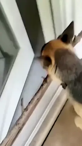 Why do dogs bring tree roots home？#fy #dog #pet #funnydog