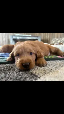 They grow too fast! #minigoldenretriever #goldenretriever #evenwhenthenightchanges #whenthenightchanges #puppy #growingup #toofast #puppygrowth