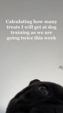 The limit does not exist 🍪 (I wish, it defo does .. also why was it so hard to film this🤣) #fyp #foryou #calculating #frenchie #frenchbulldog