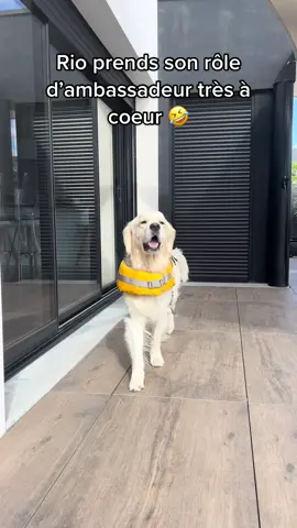 Ptdr à l’aise en toutes circonstances l’ambassadeur @croquetteland 🤣 #goldenretriever #foryou #fyp #pourtoi