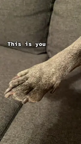 Please stay #PetsOfTikTok #frenchiesoftiktok #dogsoftiktok #fyp