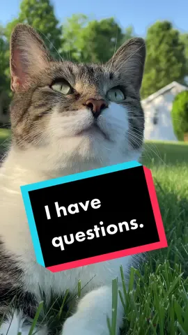 Questions… #fyp #catsoftiktok #foryou #funny #cat #life #duet #tiktok