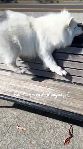 Sometimes you just misjudge the jump! 🤷🏻‍♀️🤣 #samoyed #dogfail #barkour
