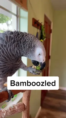 Empty pistachios are great for pranks #bamboozled #talkingparrot #brocoli