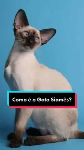Você sabia que o gato que conhecemos como Siamês não é, realmente, um siamês puro? #siames #gatos #gatosiames #catlover #siamese