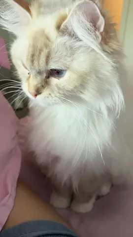 It's my turn to steal kittens