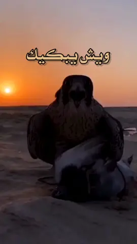 ويش يبكيك#fyp #foryou #foryoupage #اكسبلور_exblore❤️