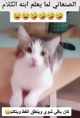 هههههه كيوت الشعب اليمني ماله حل حتى عرف يتعامل مع القطط كان باقي شوي واحسها تنطق 🤣#اليمن🇾🇪 #اليمن_صنعاء_تعز_اب_ذمار_عدن_وطن_واحد