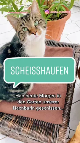 Höllische Nachbarn 😼 #haufen #garten #nachbarn #facetoface #fy #katze #wahrebegebenheit #fyp #katze #wurmi #viral