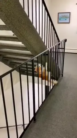 Ninja cat🐱#PetsOfTikTok #cat #catsoftiktok #petlover #petlover #kitten #cats