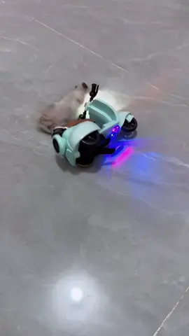 hamster riding a bike#toy #kidstoys #xuhuong #goodthing #cute #share #DIY