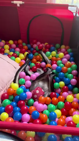 Hump day 🐫 #fun #wednesday #humpday #happy #personality #jump #play #monkey #animal #ifeelgood #slomo #videooftheday #life #enjoy #silly #funny #noworries #fyp #fypシ @Pitbull