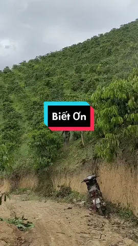 Với sự chịu khó cần cù của con người, đồi núi có dốc bao nhiêu thì cây cà phê vẫn lên và cho ra kinh tế.#laodong  #trânquý  #biếtơn