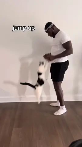 Who’s man’s best friend now⁉️ #cats #catdog #cattricks #trainedcat #cattraining (🎥 @Amy Slisz)