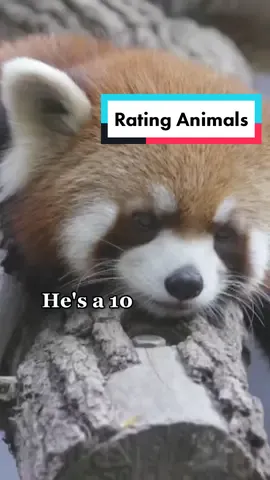 They're all 10's to us. #ratingoutof10 #ratingtrend #sandiegozoo #animals