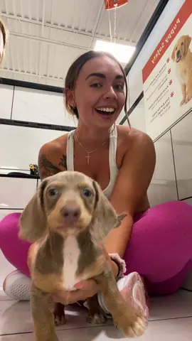 WHO KNOWS OF A DACHSHUND BREEDER🥵 #puppy