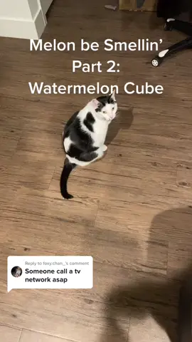 Reply to @foxy.chan_ Melon be Smellin Part 2🫡🤢🤤 #catsoftiktok #cat #godayum #MelonbeSmellin
