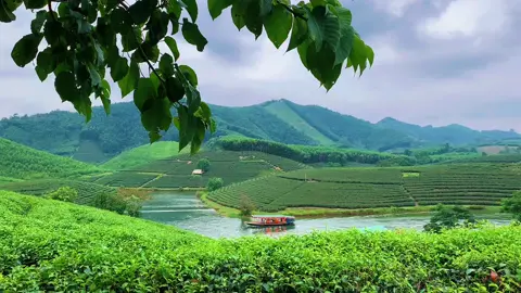 Đồi chè Thanh Chương Nghệ An đẹp mê hồn.