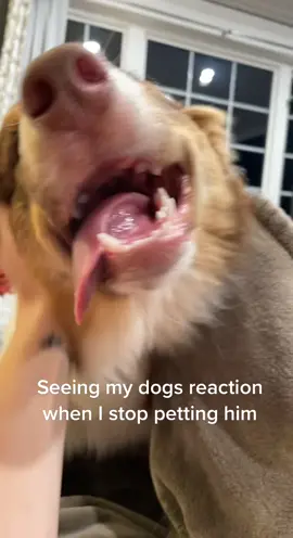 um ‘scuse me mom? #fyp #malkaaussies #australianshepherd #dogsoftiktok #foryoupage #puppy #aussiethings