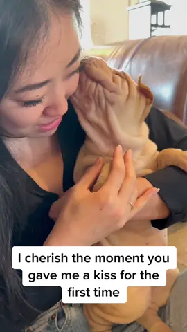 I will never forget this moment with little Olive 🥹 #sharpei #sharpeilove #sharpeipuppy #sharpeisoftiktok #puppiesoftiktok #puppytiktok