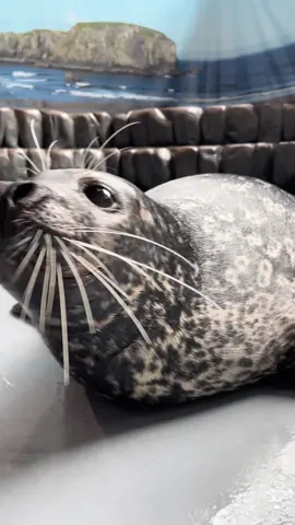 Rolling some positive vibes your way 🦭