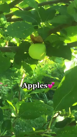 Fruits growing in our yard #fruit #fyp #fruittree #rasberrybush  #appletree #summertime #gardening #growingfruit #plantsoftiktok #foodgardens #Foodie #goodtok #growyourownfood #washerewhenwemovedin