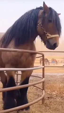 Big Boys 🤩 #horses #drafthorses #eq #eqedits #equineedits #equine #equestrianedit #equestrain #pony #horse #ponies #drafthorse #belgiandraft #clydesdale #percheron