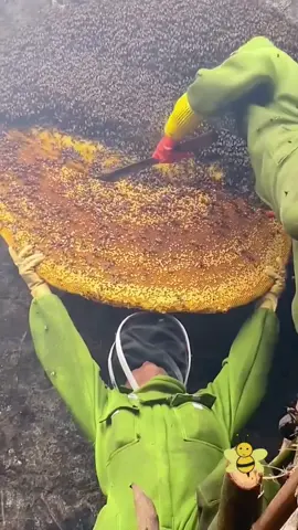 wow, super wild honeycomb 🐝🍯 #wildhoney #honeycomb #honeybee #bee #honey #delicious #satisfying #foryoupage