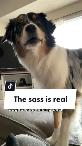Anyone else relate to the sass? 😅 #thisismylife #idontcarewhatyousay #idontcarewhatyousaythisismylife #australianshepherd #sassydog