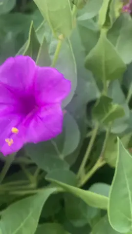 #utah #elevatedliving #utahvibes #travel #poovilvandukoodum #illayaraja