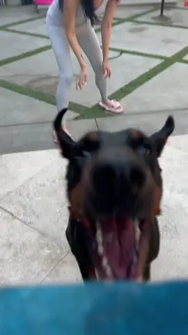 Draco has an important PSA for yall✨ #foryou #doberman #roevwade
