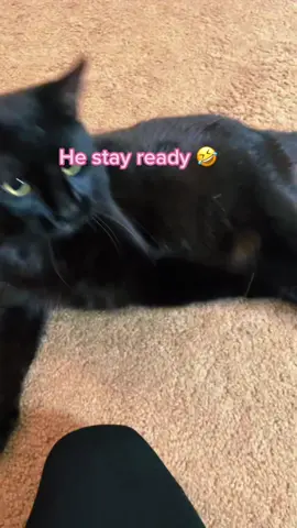 He was not liking the trend 🥴😂😂 #petvid #viralpetsounds #gahdamnchallenge #fyppagethis