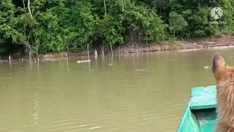 hutan adalah aisbox orang dayak.. anjing menyalak 2 ekor rusa, 1 kita ambil 1 kita lepas.