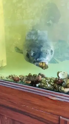 Trắm đen mút ốc 🤣#câu_đài #câucá #xuhuong2022 #caucatramden nguồn: tiktok