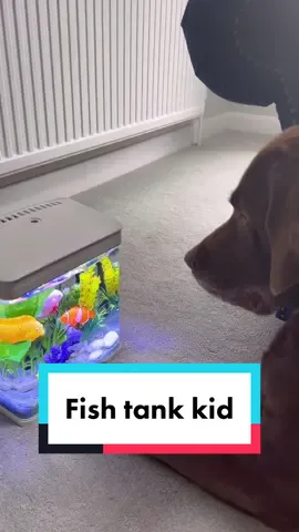 Fish tank kids > iPad kids 😌 🐟 🐠#labrador #ipadkid #dog #fishtok