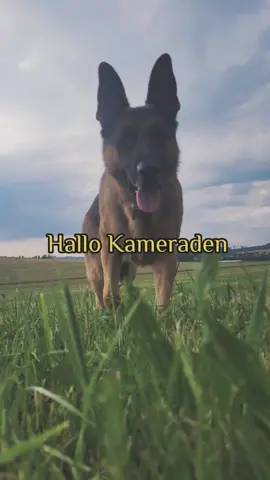 Der deutsche Schäferhund 🐕#memories #doggy #dogsoftiktok #fy #germanshepherdsoftiktok #germanshepherd #dog #deutscherschäferhund