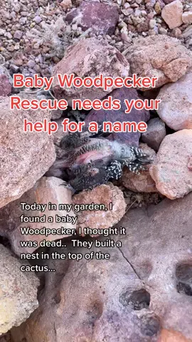 Baby Woodpecker Rescue needs your help for a name ? #woodpecker  #arizona #wildanimals #animal #rescueanimals