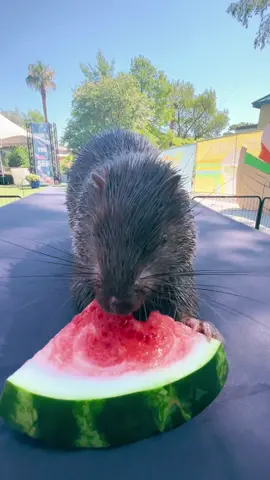 Bruce is his name, snacking is his game #porcupine #cuteanimals #wildlife #fyp #zoo #animalsoftiktok #animals #animal