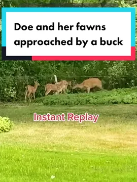 #deer #doe #buck #fawn #fawns #suburbanwildlife #suburbandeer #suburbanwildlife
