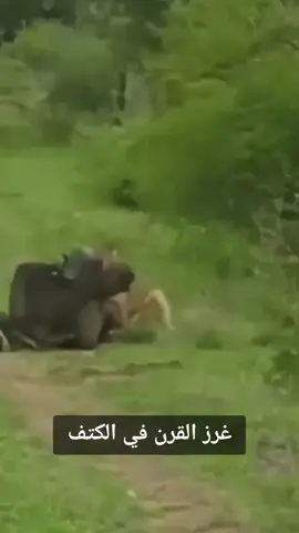 #اكسبلور #تيك_توك #ترند_تيك_توك #افتراس #عجائب_وغرائب #اسد #حيوانات_مفترسة