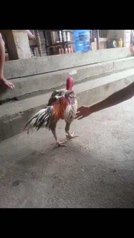 Xám thần 1 thời đình đám 21 độ thông không trả độ 👍 nguồn : A trường bính Sơn Tây -Hà Nội