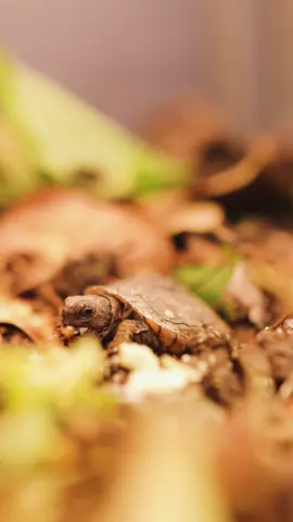 Show Sheldon some love #fyp #viral #threetoedboxturtle