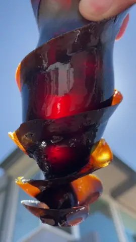 Found a horn shark egg aka mermaid’s purse on the beach. Miguel and Jojo surfed out to put it back in the ocean. #mermaidspurse #sharkegg #hornshark