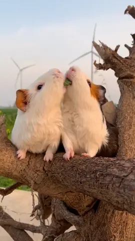 #fyp #lovelypig #LFTJUX