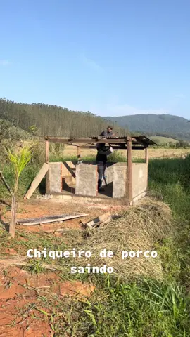 Chiqueiro de porco saindo #suino #pig #porco #porcos #carnesuina #porquinho #filhotedeporco #chiqueiro #chiqueirodeporco #animais #rural #camping #sitio #chacara #fazenda