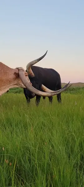 #cows #cowsoftiktok #longhorns #fyp #ranchlife #cattle #western #happy  #peace #big #cowboy