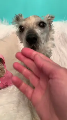 #stitch with @s2sbullies_etc #doggo #dog #dogsoftiktok #dogs #schnauzer #taxidermy #doglover #doglove