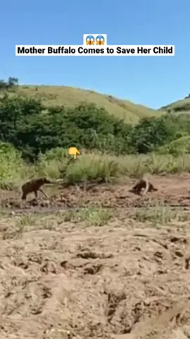 Komodo gagal menyerang anak kerbau 🐂😱 #komododragon #fyp #fypp #fypage